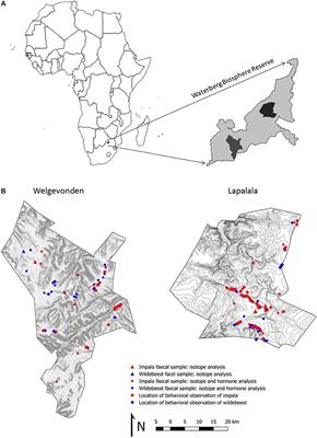 Landscape Level Effects of Lion Presence (Panthera leo) on Two Contrasting Prey Species